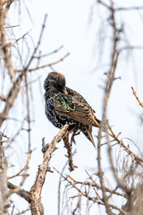 Common Starling perched on a tree branch
