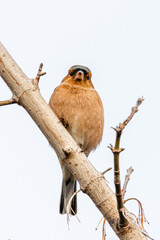 Common Chaffinch perched on a tree branch