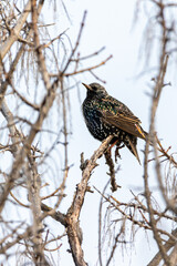 Common Starling perched on a tree branch