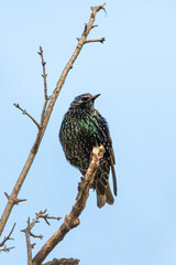 Common Starling perched on a tree branch