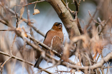 Common Chaffinch perched on a tree branch