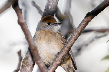 Female Sardinian Warbler perched on a tree branch