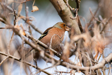 Common Chaffinch perched on a tree branch