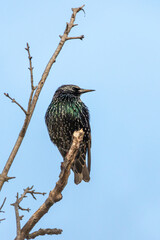 Common Starling perched on a tree branch