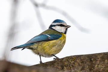 Eurasian Blue Tit perched on a tree branch