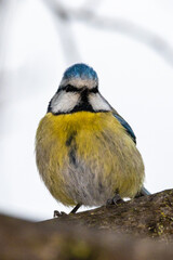 Eurasian Blue Tit perched on a tree branch