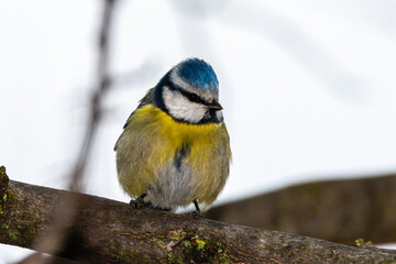 Eurasian Blue Tit perched on a tree branch