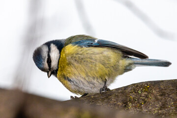 Eurasian Blue Tit perched on a tree branch
