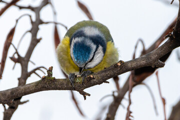 Eurasian Blue Tit perched on a tree branch
