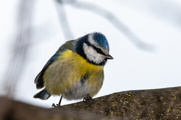 Eurasian Blue Tit perched on a tree branch