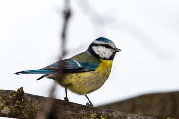 Obraz premium Eurasian Blue Tit perched on a tree branch