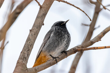 Black Redstart perched on a tree branch