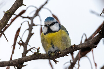 Eurasian Blue Tit perched on a tree branch