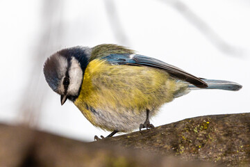 Eurasian Blue Tit perched on a tree branch