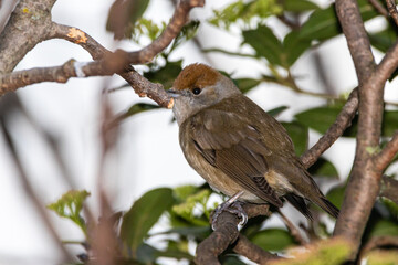 Female Sardinian Warbler perched on a tree branch