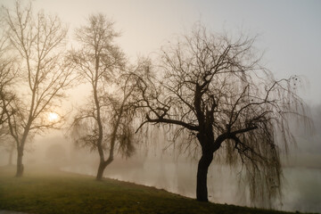 Fototapeta na wymiar trees in the fog at the edge of a pond in the light of the rising sun