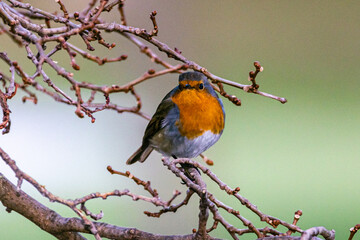 European Robin perched on a tree branch