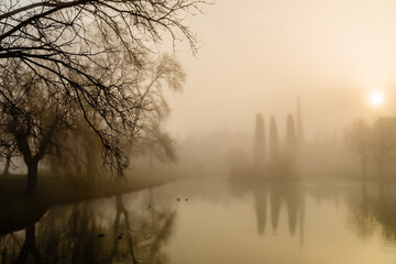 Obraz premium trees in the fog at the edge of a pond in the light of the rising sun