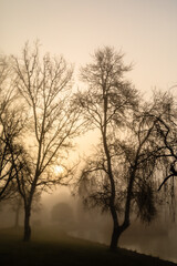 trees in the fog at the edge of a pond in the light of the rising sun