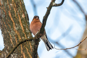 Common Chaffinch perched on a tree branch