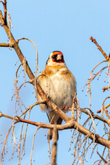European Goldfinch perched on a tree branch