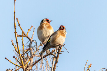 European Goldfinch perched on a tree branch