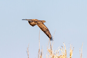 Long legged juvenile Buzzard in Provence