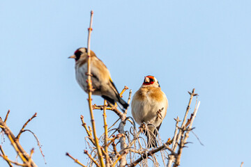 European Goldfinch perched on a tree branch