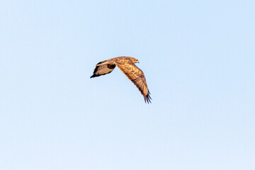 Long legged juvenile Buzzard in Provence