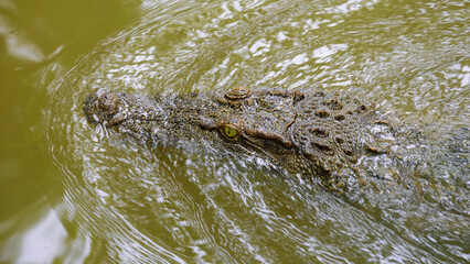 closeup Siamese crocodile head  in the river,the Endanger species raptile in the IUCN red list.