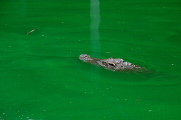 Siamese Crocodile in the green water site.crocodile farming.