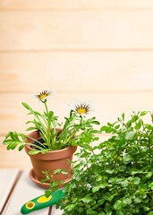 Flower bush plant on wooden floor