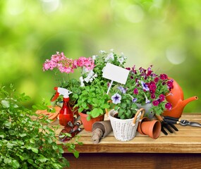 Flower bush plant on wooden floor