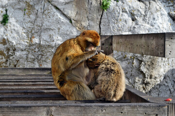  Two wild barbary macaque or called simply Gibraltar monkeys sitting and have a fun