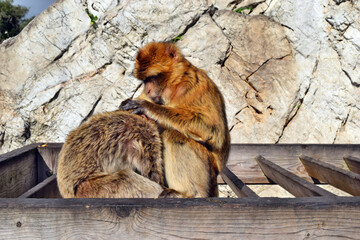  Two wild barbary macaque or called simply Gibraltar monkeys sitting and have a fun