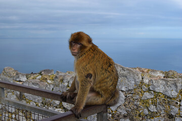 Wild barbary macaque or called simply Gibraltar monkeys sitting on the Rock