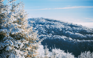 Winter trees mountains landscape covered fresh snow.jpg