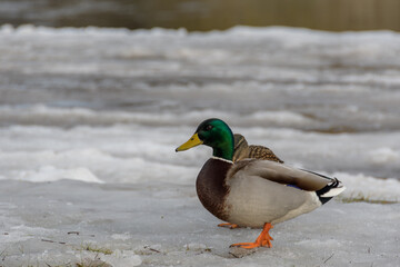 Mallard drake close-up on gray soft river ice. Spring thaw, sunlight through a light haze.