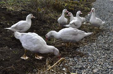 a group of domestic ducks on a winter walk