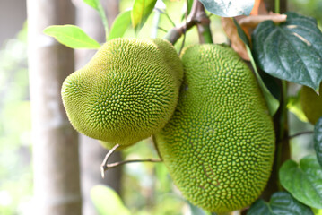 greenjack fruits