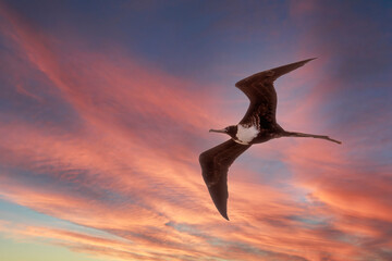 Magnificent Frigatebird Adult Female at Sunrise with room for Title 