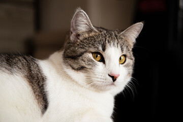selective focus, pet, cat, furry family member