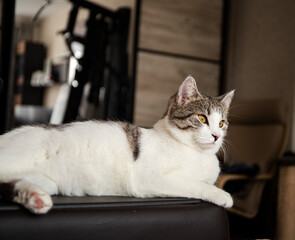 selective focus, pet, cat, furry family member