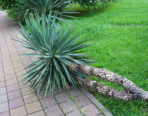 Green yucca plant in the park in summer. Landscape design in the park. 