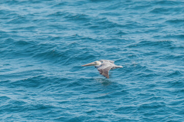  Single Brown Pelican Flying Low Over Ocean Room with For a Title