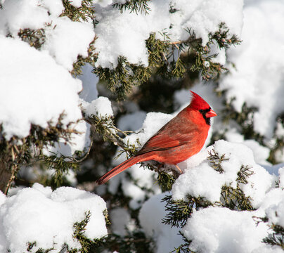 red cardinal in the snow