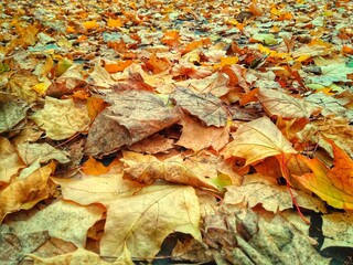 autumn leaves background