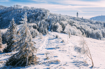 Frozen scenery of winter mountains and frosty trees panoramic view