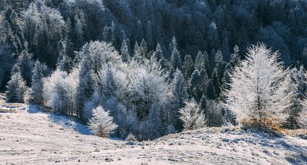 Frosty forest on winter fields in sunshine