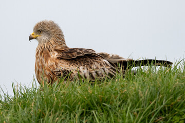 A Red Kite (Milvus milvus) resting on a grass bank